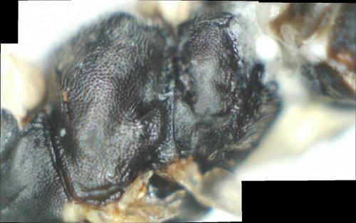 Ctenopelmatinae
